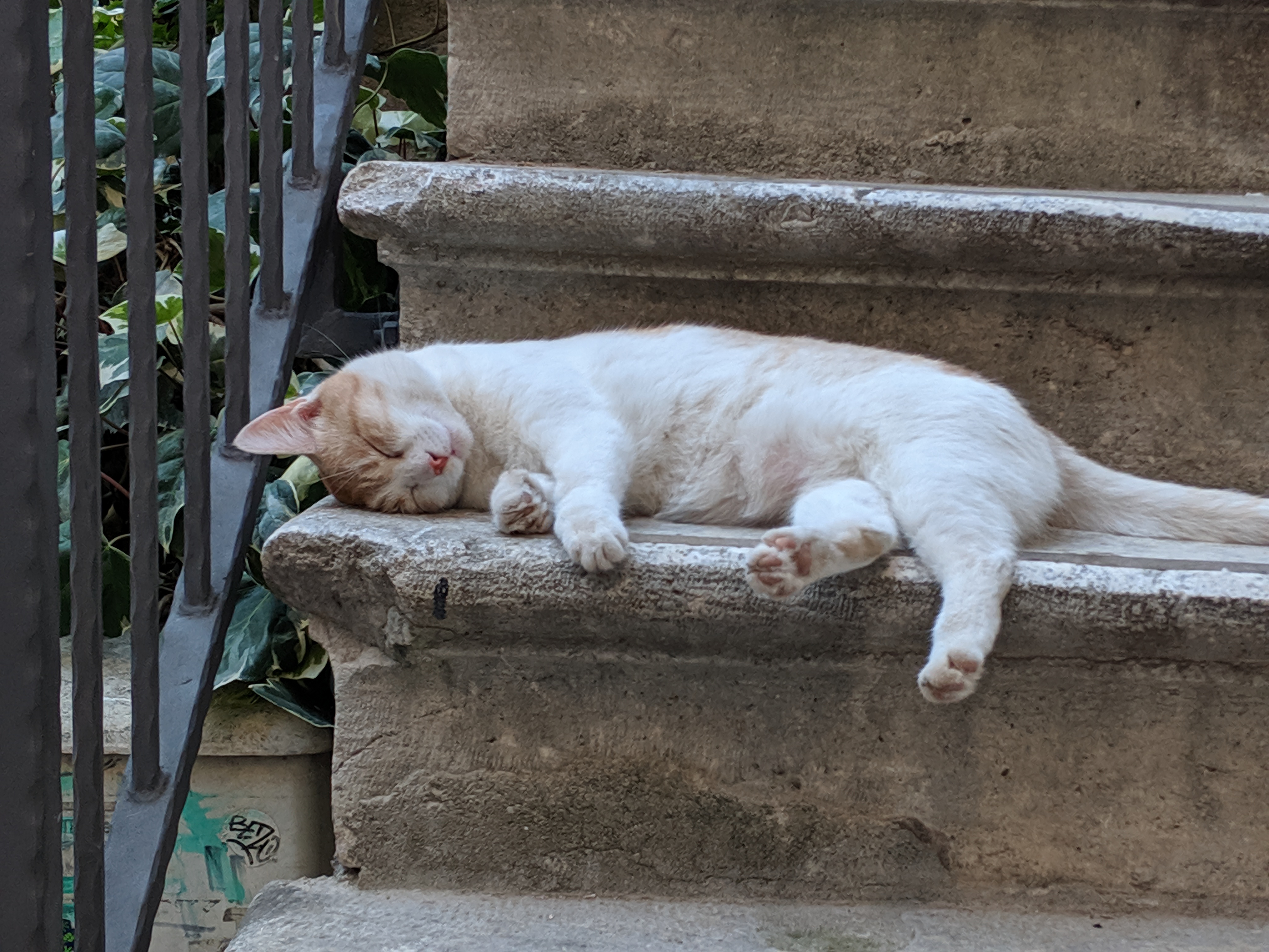 Cat resting on old stone steps