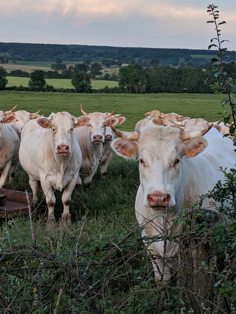Curious cows