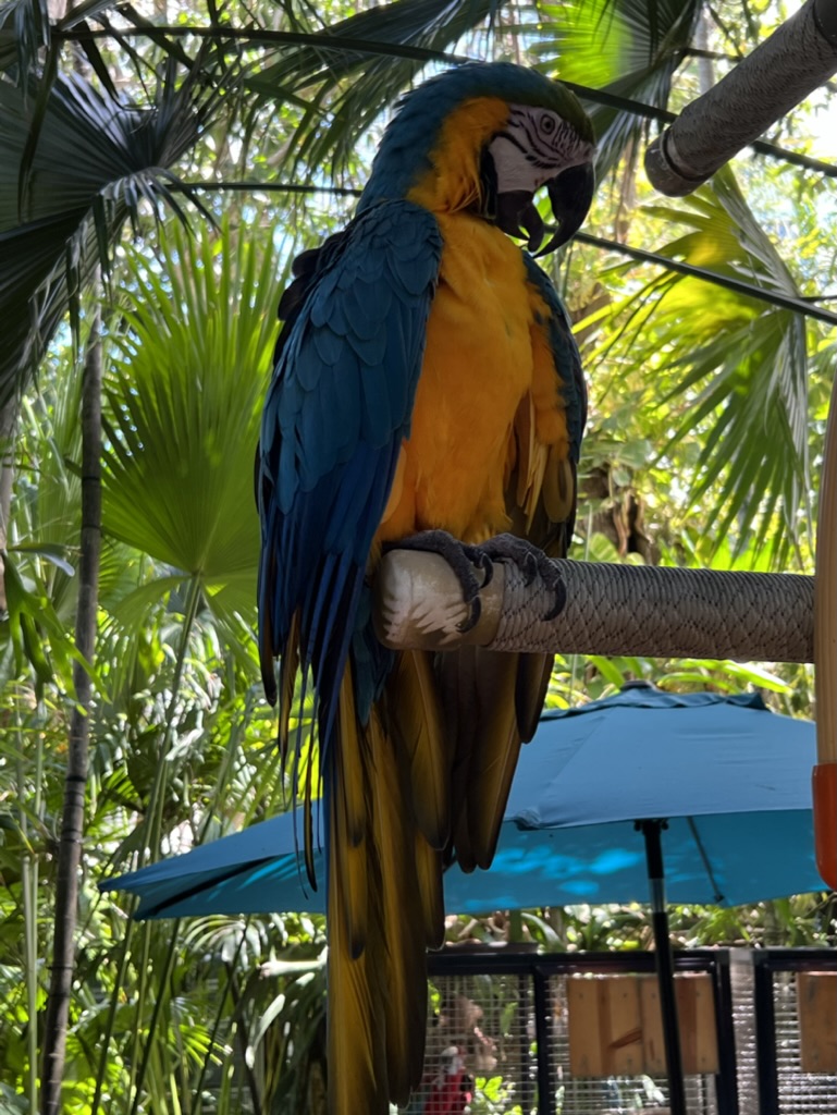 Colorful tropical parrot