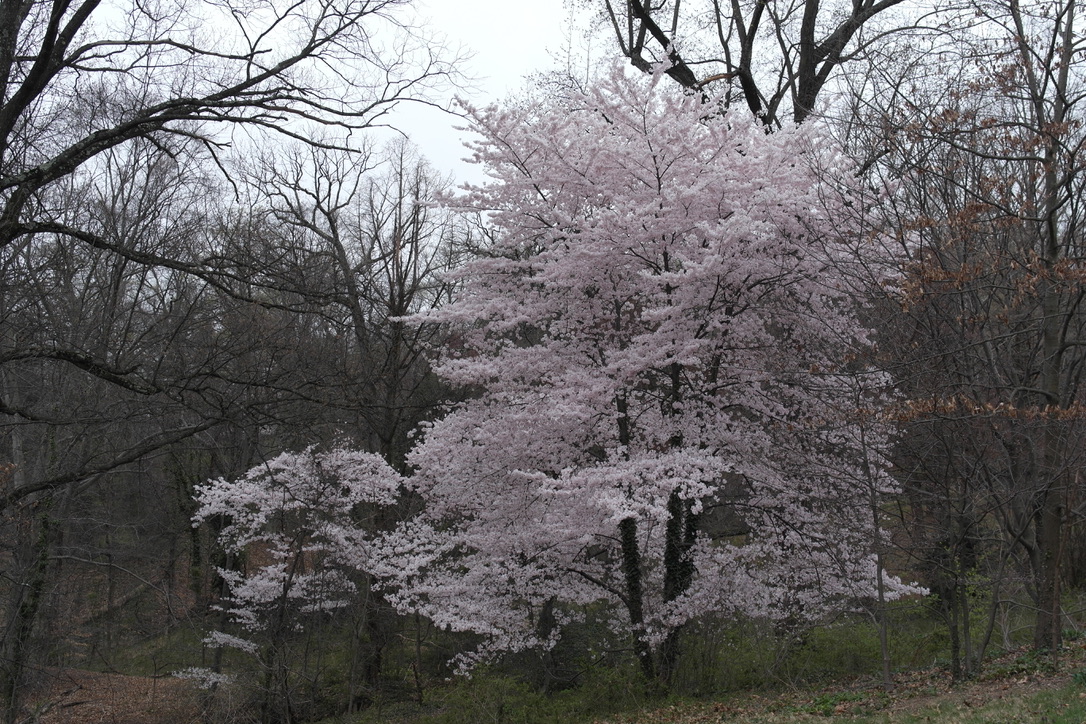 Cherry blossoms